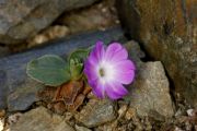 Primula tyrolensis